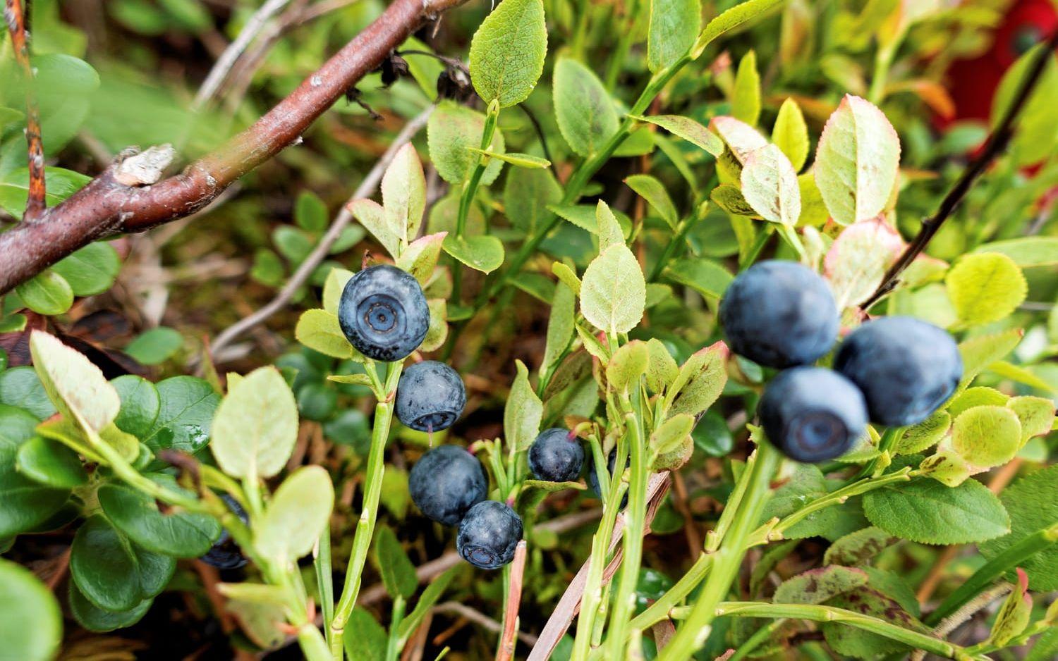 I barrskogstrakter är blåbärsblommor och lingonblommor en viktig näringsresurs. 