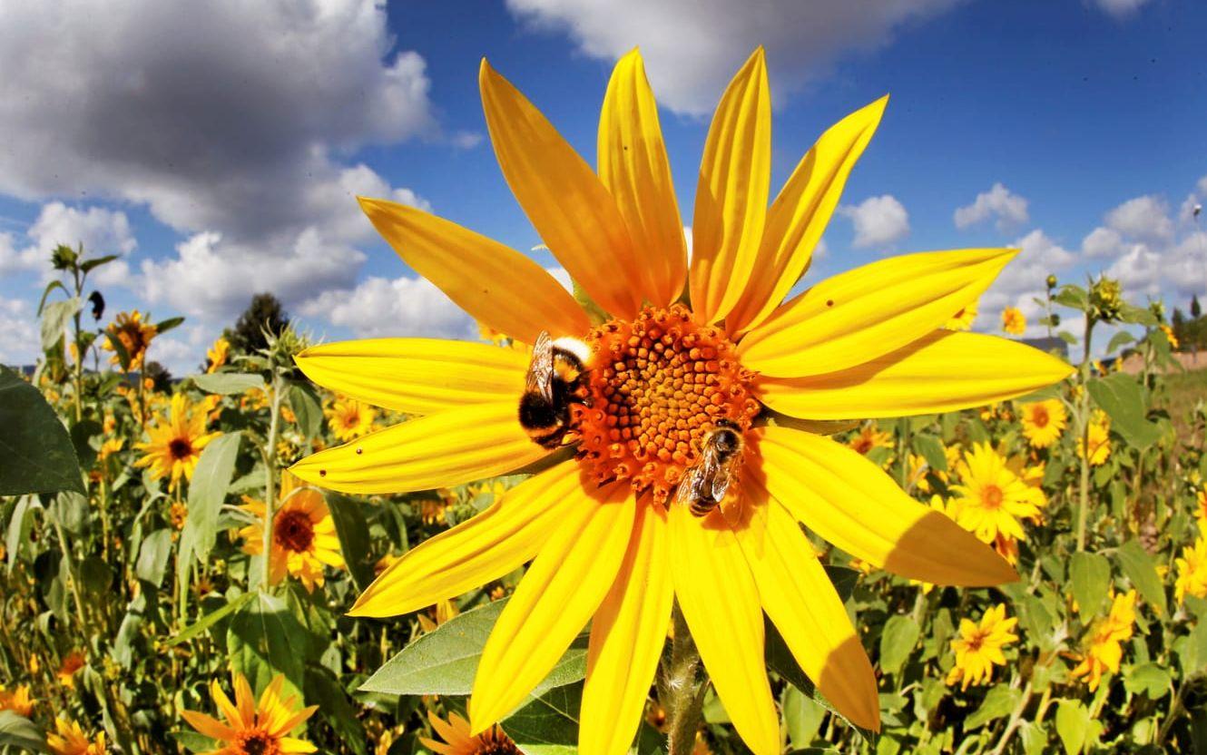 Blommornas nektar innehåller mest socker och är viktig energi för humlorna när de flyger omkring och samlar pollen. Energin behövs också för att producera värme så att de kan hålla hög temperatur i boet och ruva sina larver, samt för att producera vax.