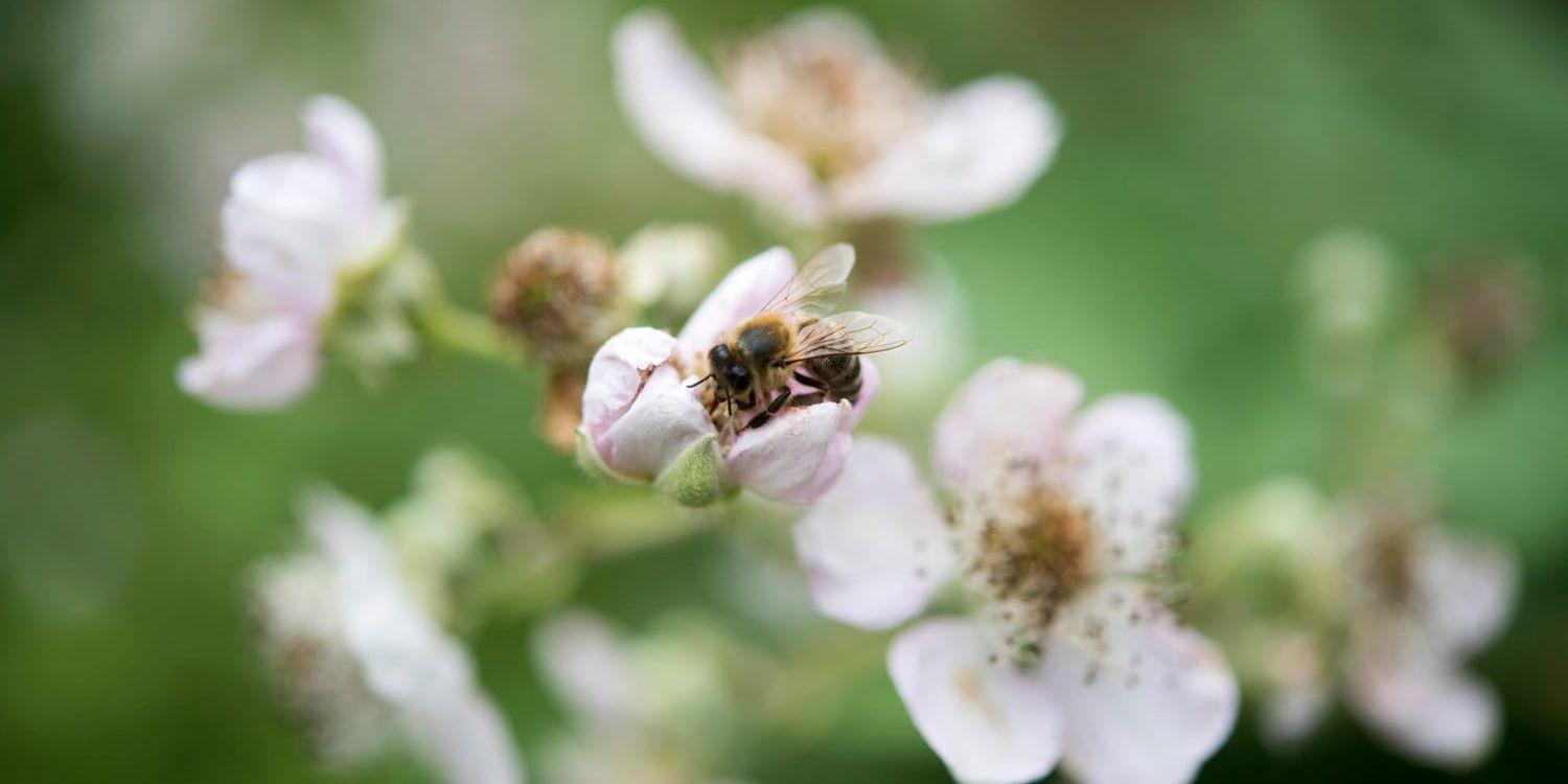 Naturskyddsföreningens kampanj ska ge fler blommor åt vilda bin. Arkivbild.