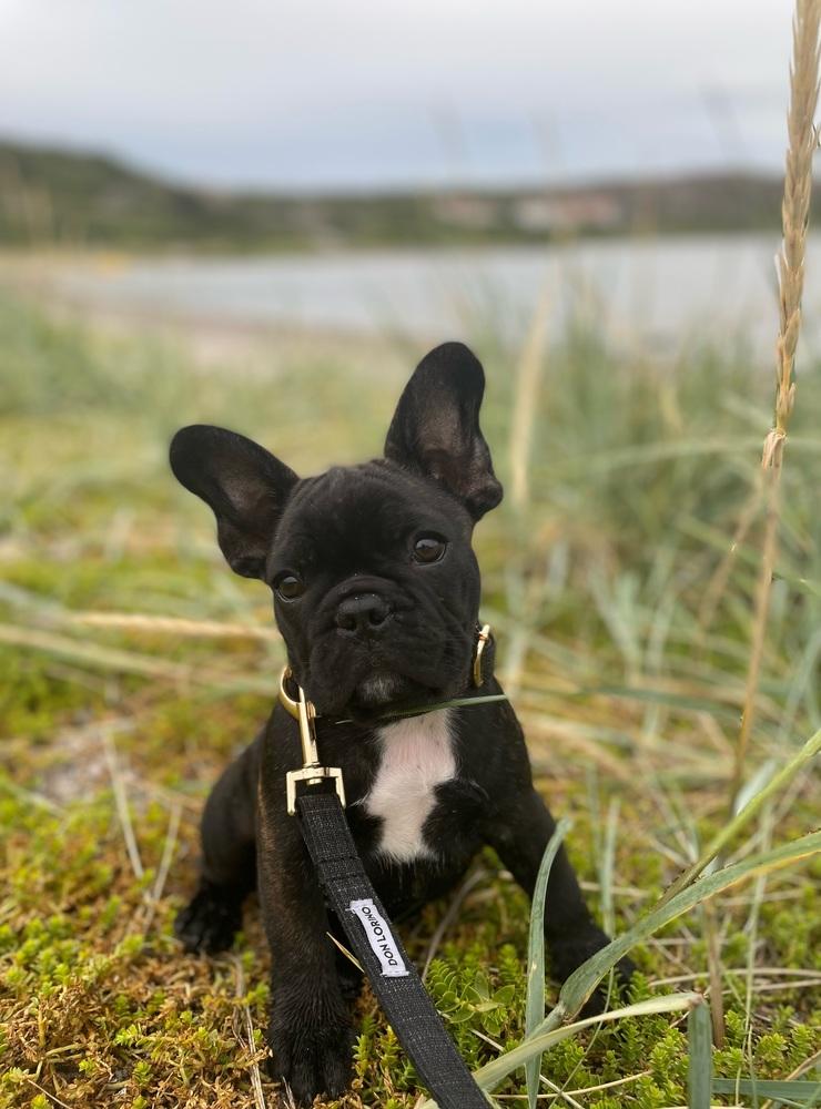 ”Den franska bulldogvalpen Frans, elva veckor, busar på en strand i Grebbestad”. Inskickad av Julia Löfvenborg.