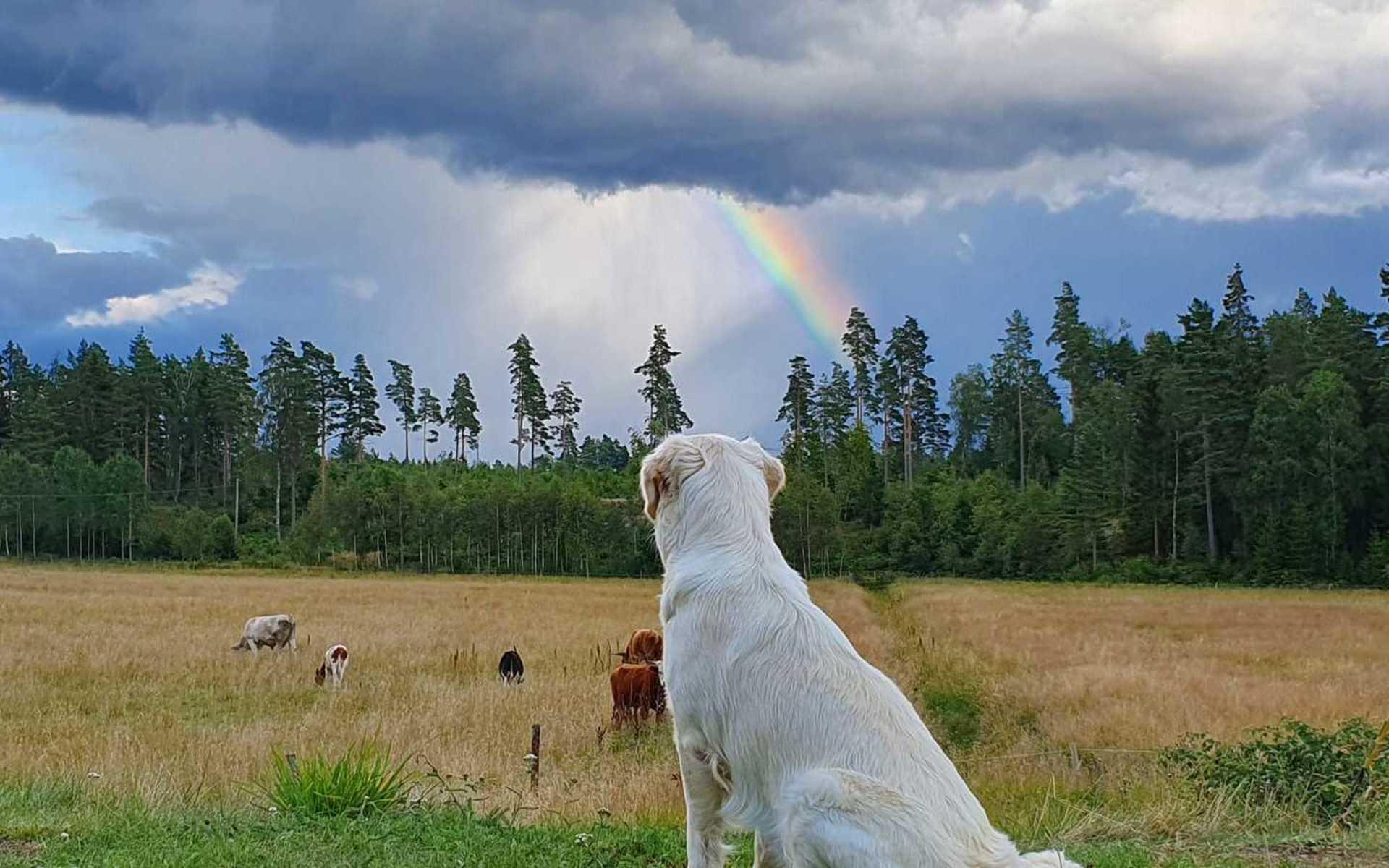 Luna tittar på kossorna och regnbågen, skriver Maria Hall.