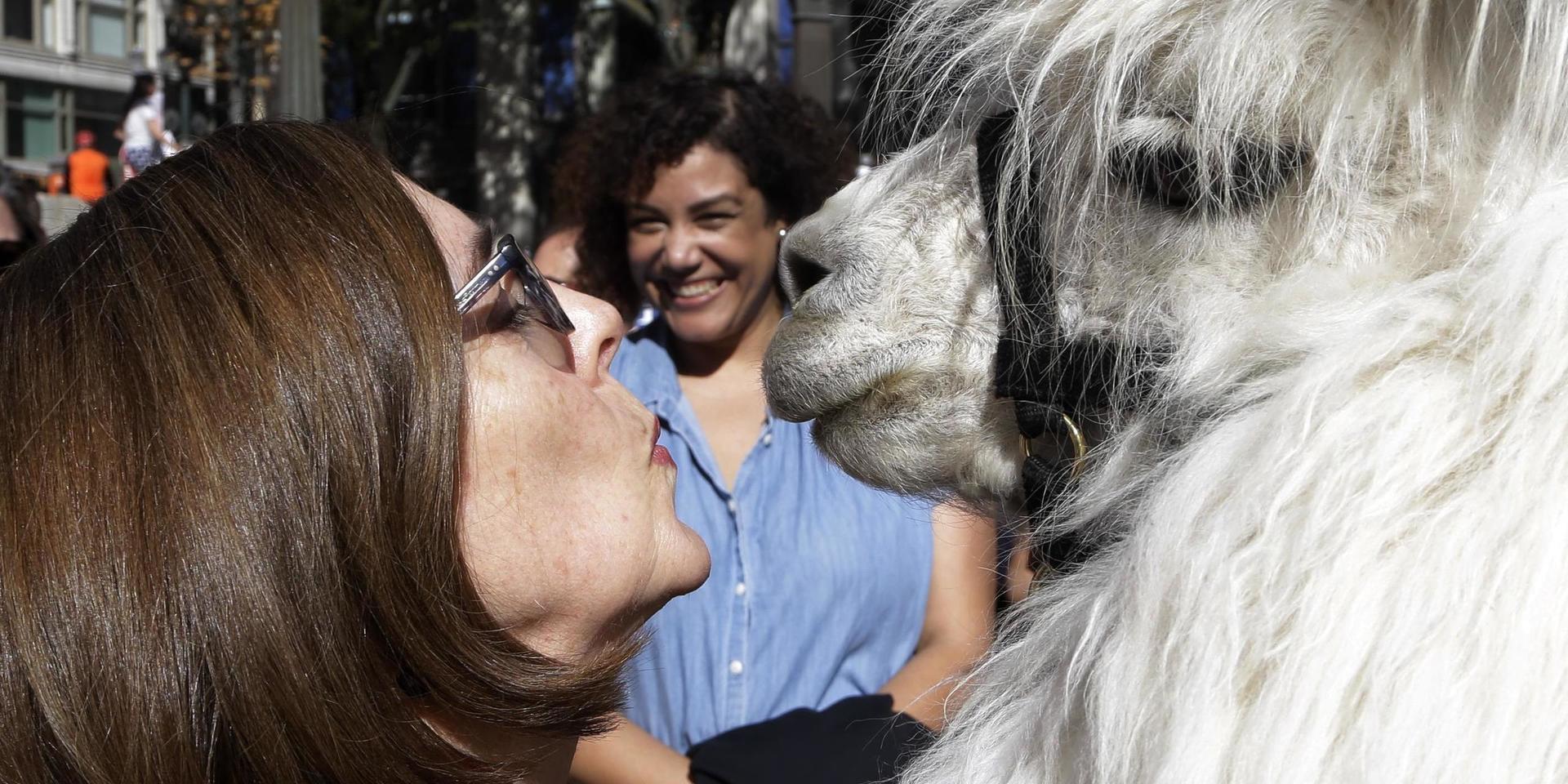 Oregons demokratiska guvernör, Kate Brown, är nära att ge Caesar 'The no drama lama' en puss under en demonstration i Portland 2018.