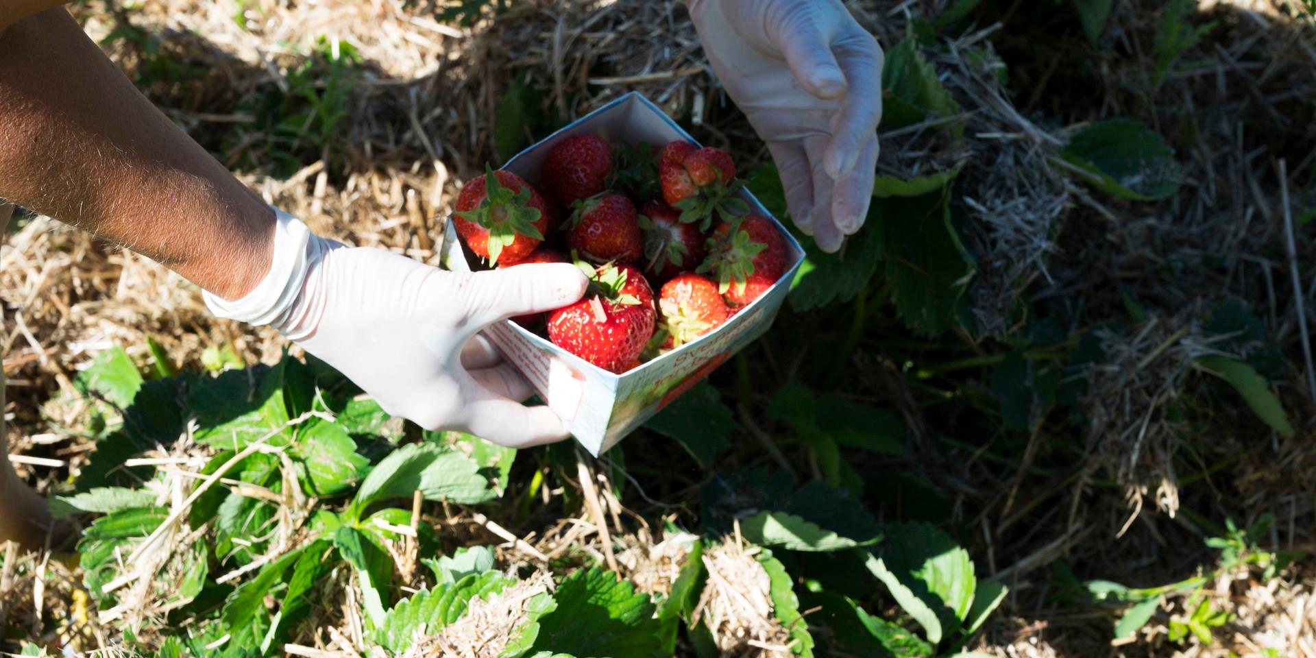 För den som vill plocka västkustska jordgubbar till midsommar är chanserna goda. 
