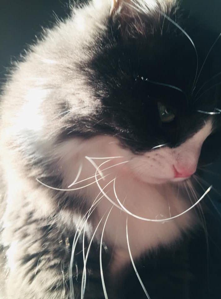 Pepsi, 9 år. Nominerar vår katt Pepsi till Årets lussekatt 2022. Han hade burit denna titel med stor vördnad! Inskickad av Ramona Olsson.