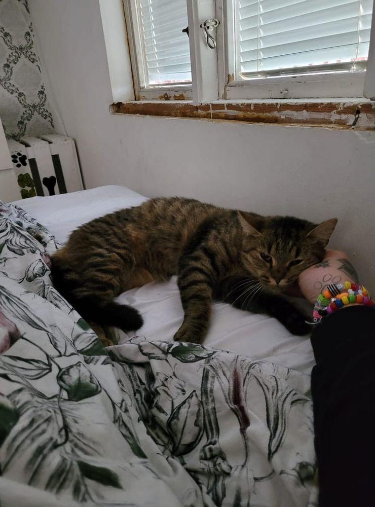 Nina Johansson har skickat in en bild på sin gosesjuka katt Snuttan. 