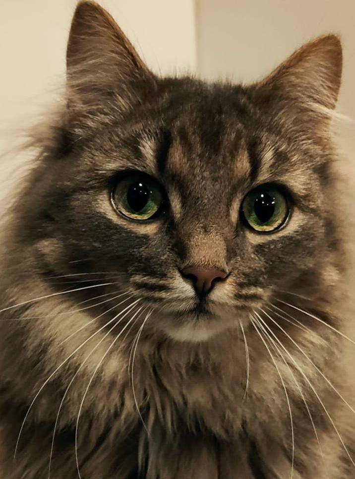 Saga 1 år, hon hittades under grannens altan mycket mager och medtagen som liten kattunge. Med flaskmatning överlevde hon och är nu vår lilla prinsessa. Så skriver Elisabeth Ahlberg om hennes katt. 