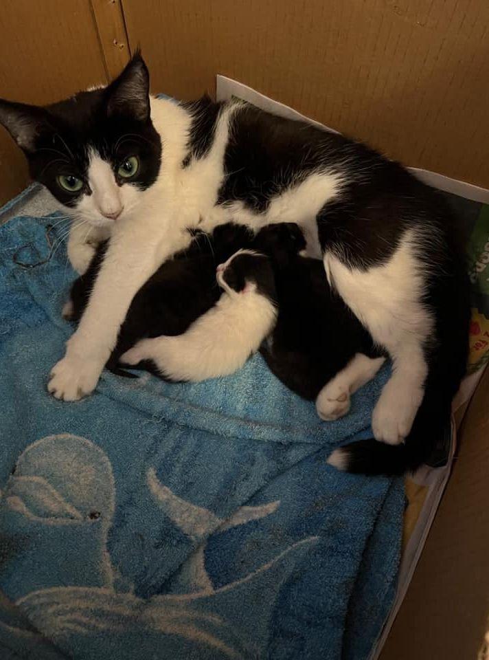 ”Tvååriga Lova är väldens bästa mamma” skriver Caroline Bengtsson om sin katt. 