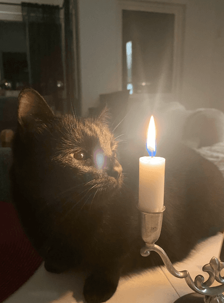 Vår katt Titus blir alltid extra gosig runt jultider. Stor respekt för tända ljus, men gillar att titta in i dem. Inskickad av Simone Jensen. 