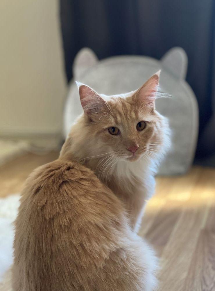 Det här är Lucius, han borde vinna Årets lussekatt för han har samma färg som en lussekatt. Han är också bedårande söt och världens keligaste katt. Inskickad av Nikita Kristoffersson.