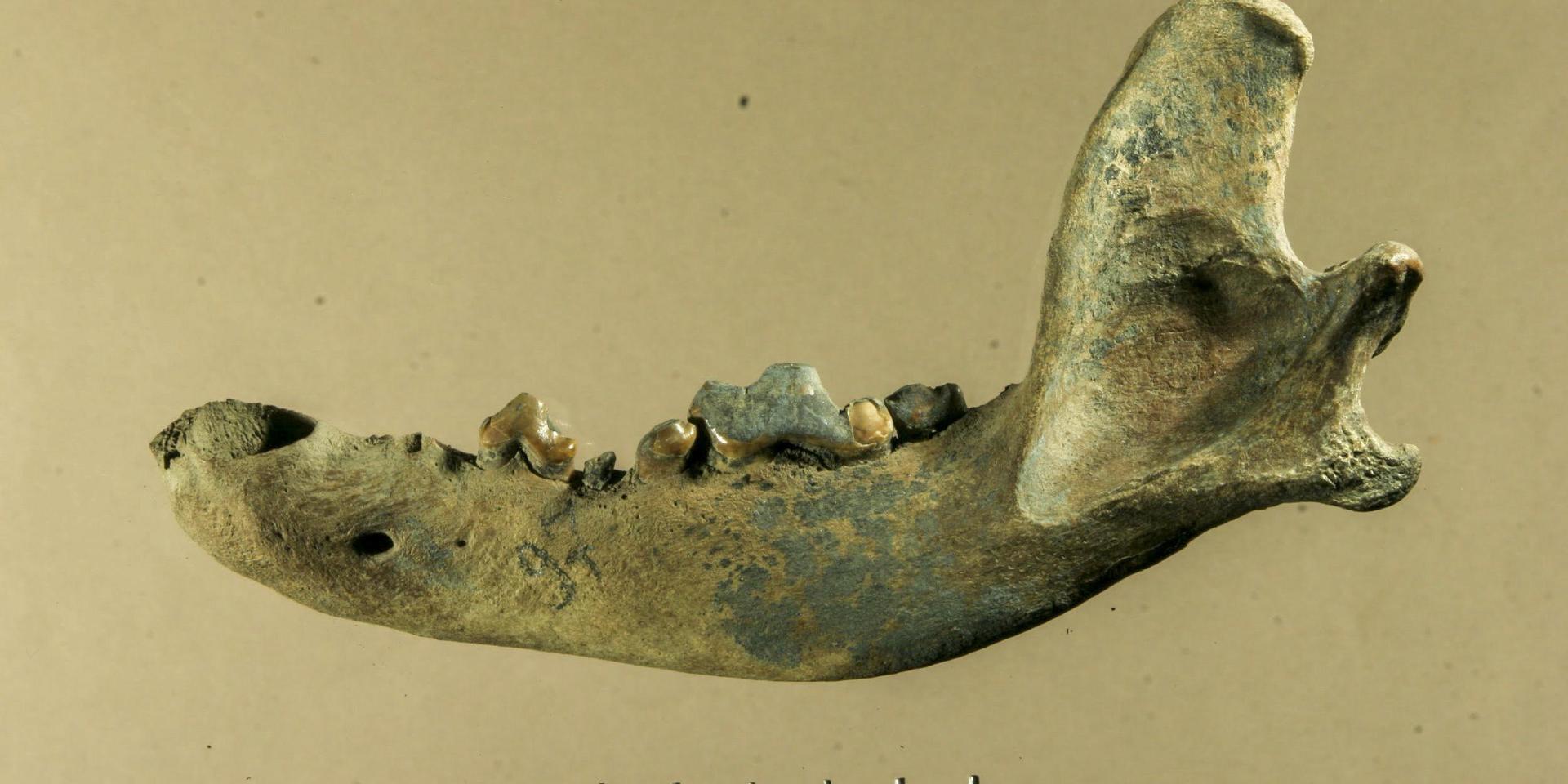 Käkben från en hund som levde år 9 500 år sedan på ön Zjochov i nordöstra Sibirien. En ny genetisk studie visar att det var en slädhund.