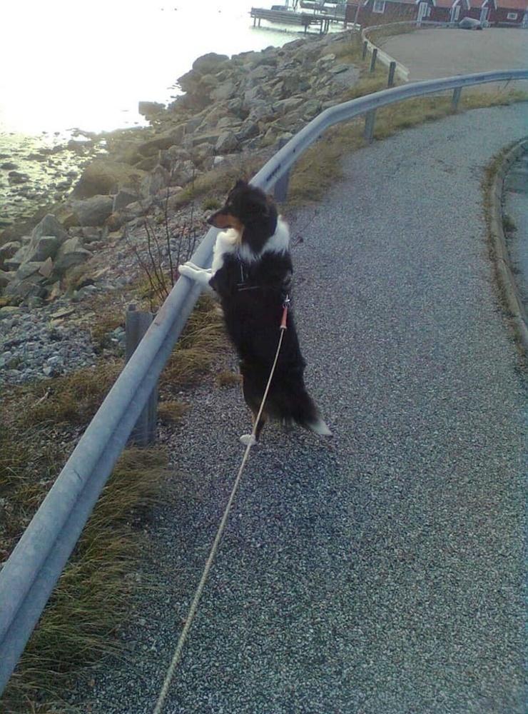 Maj-Britt Westberg har skickat en bild på sin nyfikna hund: ”Bella 10,5 år. Blandras Shetland Sheepdog 25% Cavalier King Charles, här kollar hon på svanarna som simmar omkring”.
