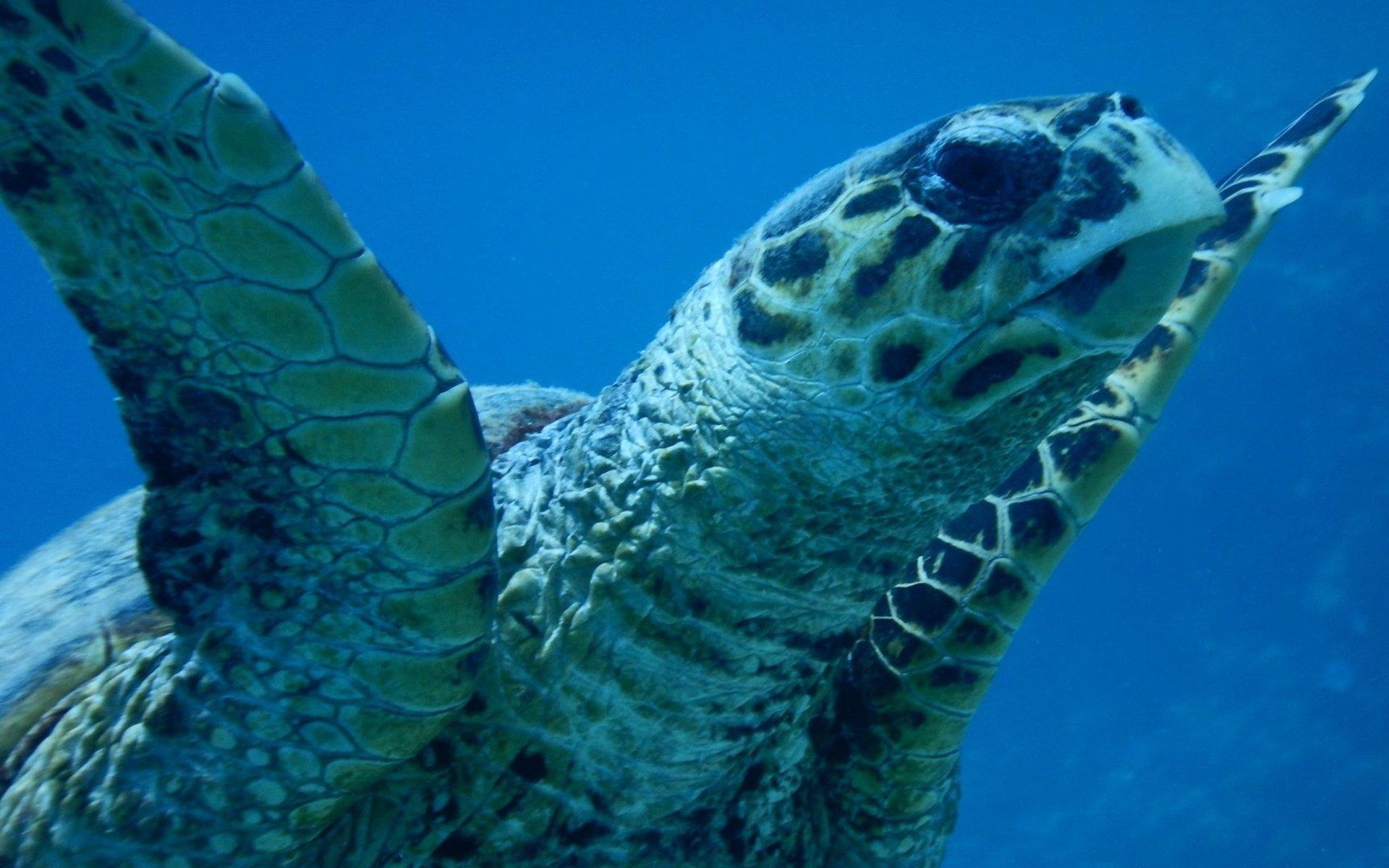 Havssköldpadda i Makadi Bay, Egypten. Bild från reporter Joachim Flodin. (Bilden är inte med i tävlingen).