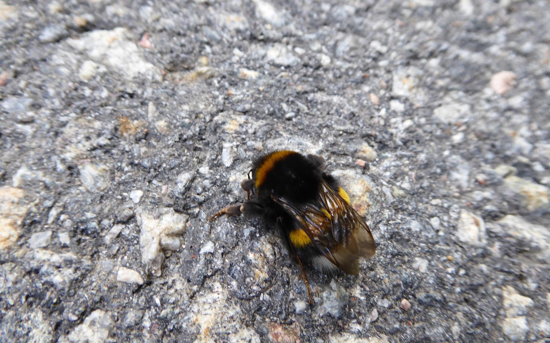 Brist på pollen och nektar kan vara en av förklaringarna till att humlorna kryper på marken.