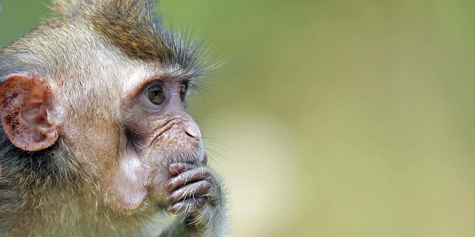Makaken på bilden är inte makaken med hjärnimplantaten. Arkivbild.