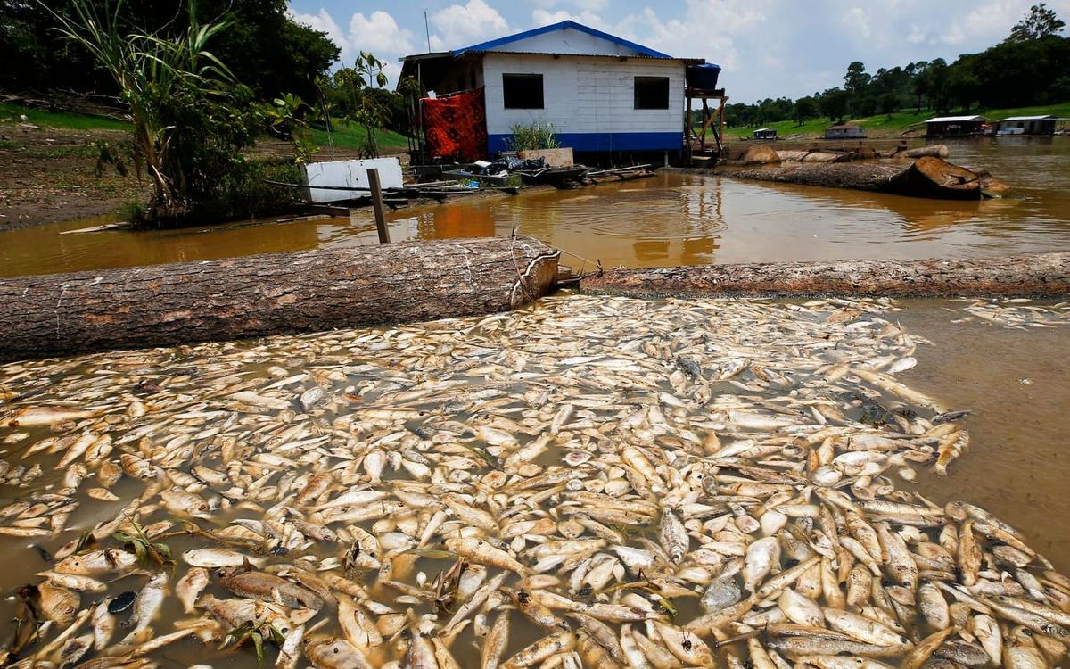 Var tionde delfin död i badkarsvarm sjö | TTELA